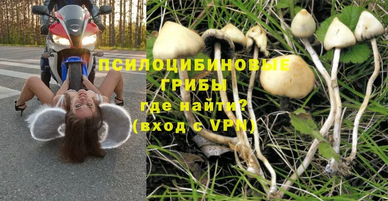 Галлюциногенные грибы Psilocybine cubensis  купить закладку  Ставрополь 